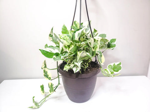 Epipremnum Aureum - Pearls and Jade Pothos