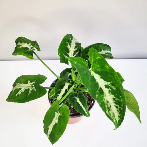 Syngonium Wendlandii