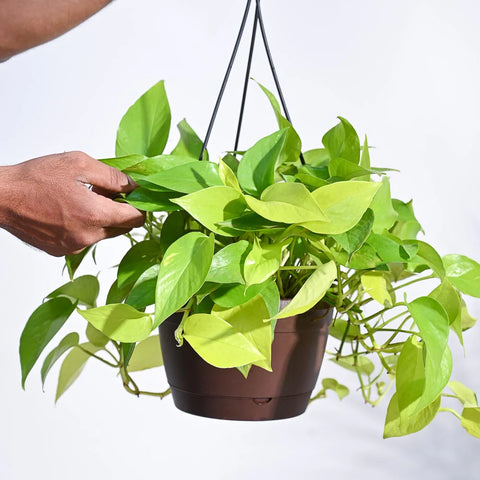 Money Plant Golden