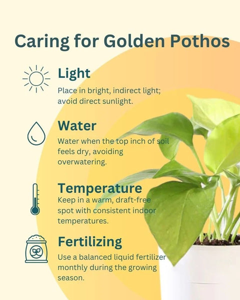 Money Plant Golden