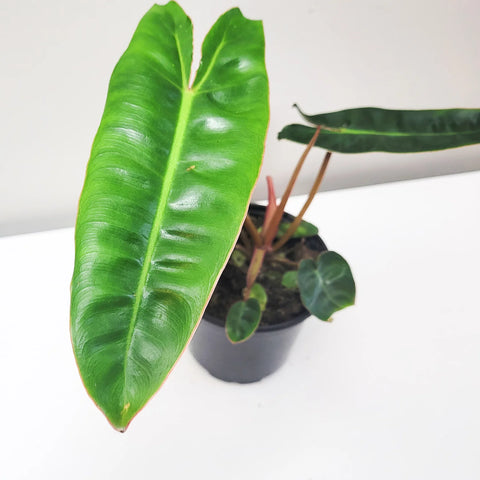Philodendron Billietiae