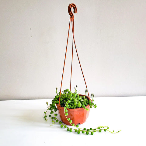 String of Pearls