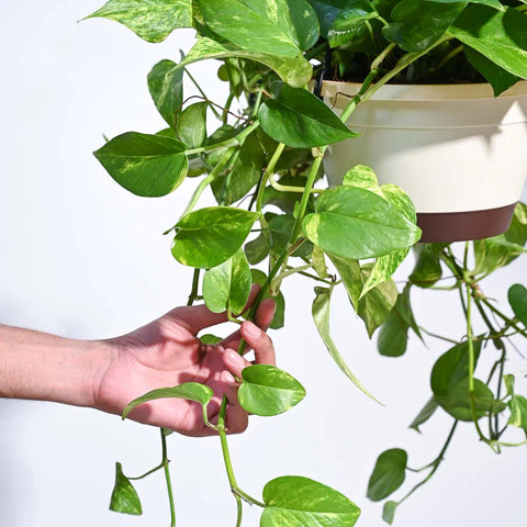 Money Plant Variegated