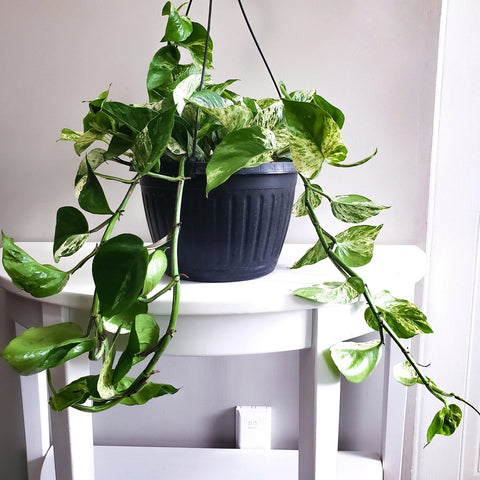 Money Plant Marble