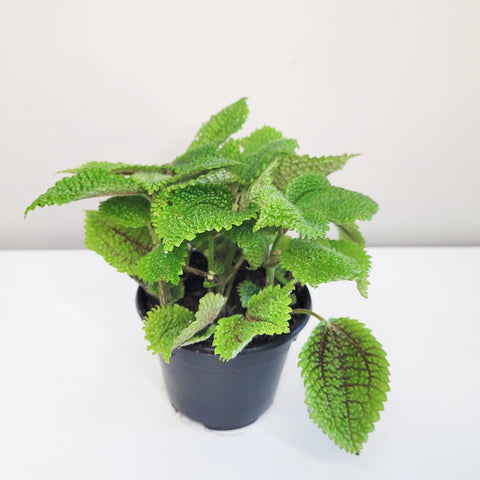 Pilea Mollis