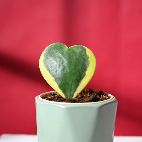 Heart Hoya - Variegated