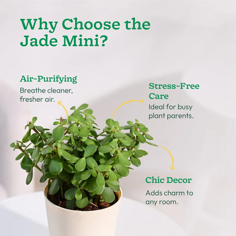 Jade Mini