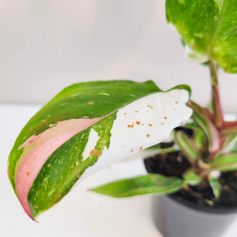 Philodendron White Princess