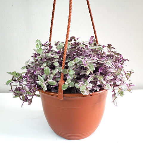 Callisia Repens - Pink Lady