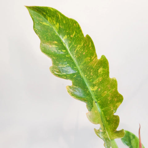 Philodendron Ring of Fire