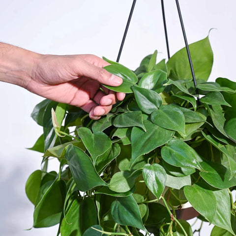 Philodendron Oxycardium Green