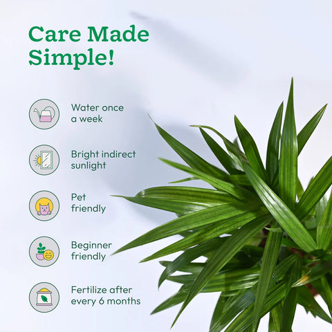 Areca Palm