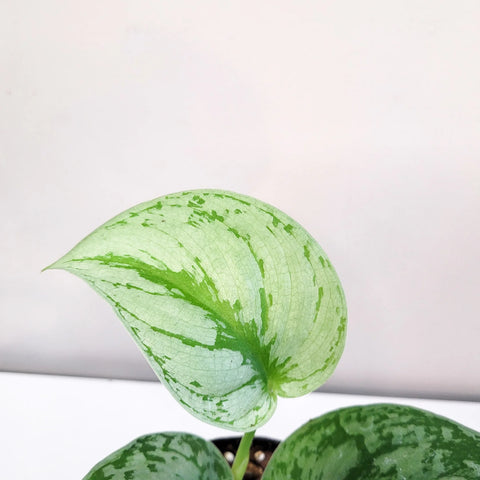 Scindapsus Pictus Exotica - Silver Pothos