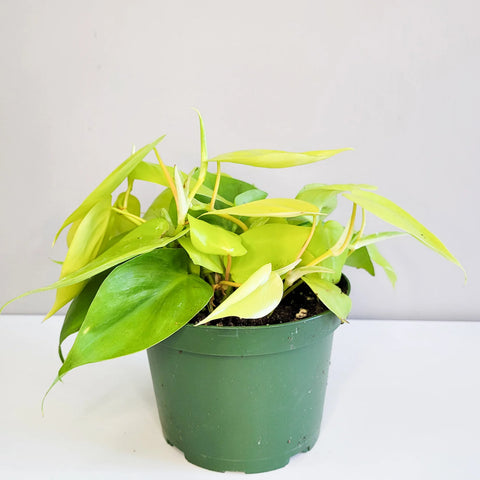Philodendron Hederaceum - Lemon Lime