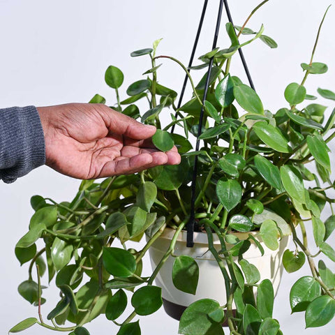 Peperomia Obtusifolia - Green