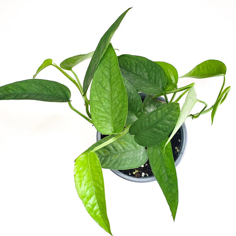 Epipremnum Pinnatum - Cebu Blue Pothos