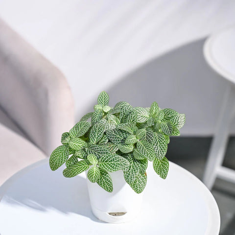 Fittonia White Nerve - Big Leaf