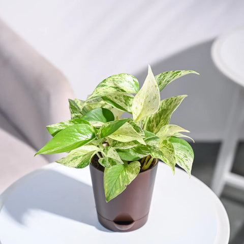 Money Plant Marble