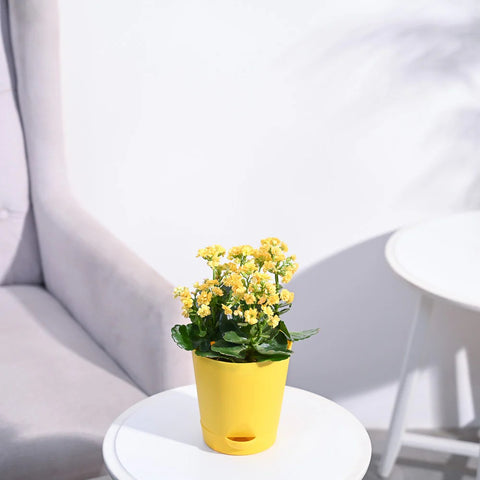 Kalanchoe - Yellow
