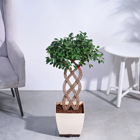 Ficus Microcarpa - Netted XL