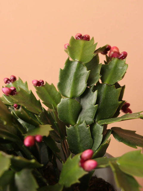 Christmas Cactus