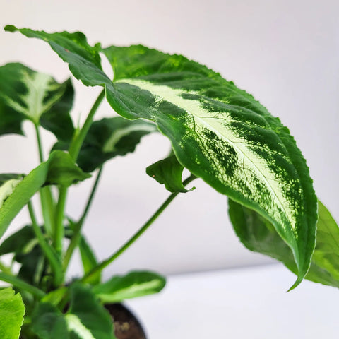 Syngonium Wendlandii