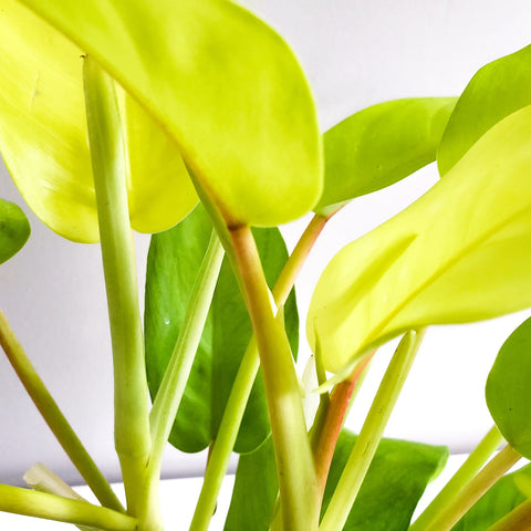 Philodendron Lemon Lime (Upright)