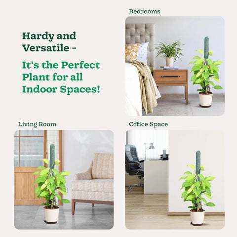 Philodendron Ceylon Gold XL