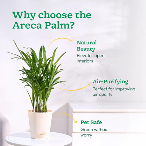 Areca Palm XL