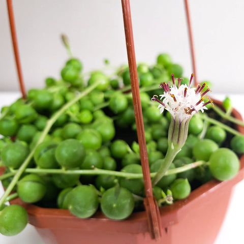 String of Pearls