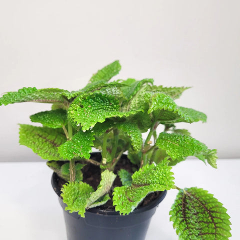 Pilea Mollis