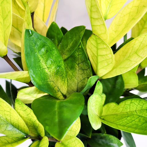 Zamioculcas Zamiifolia 'Chameleon'