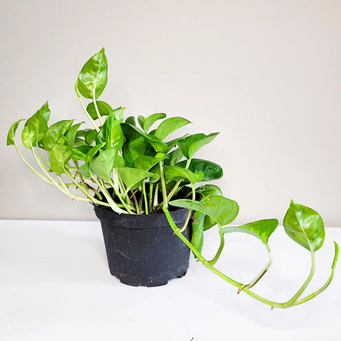 Epipremnum Aureum 'Global Green'