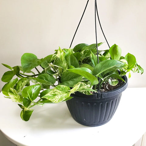 Money Plant Marble