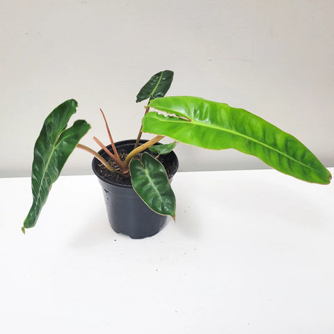 Philodendron Billietiae