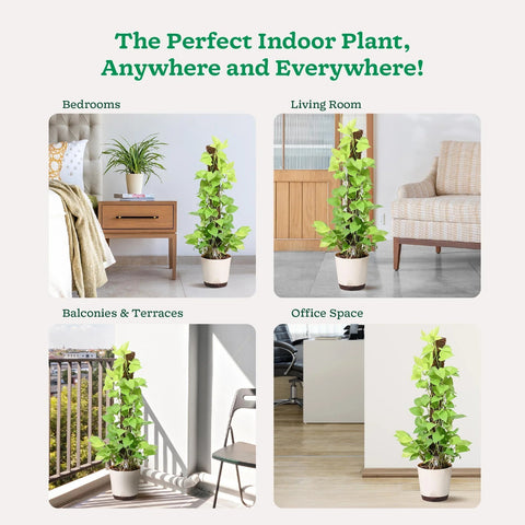 Money Plant Golden XL