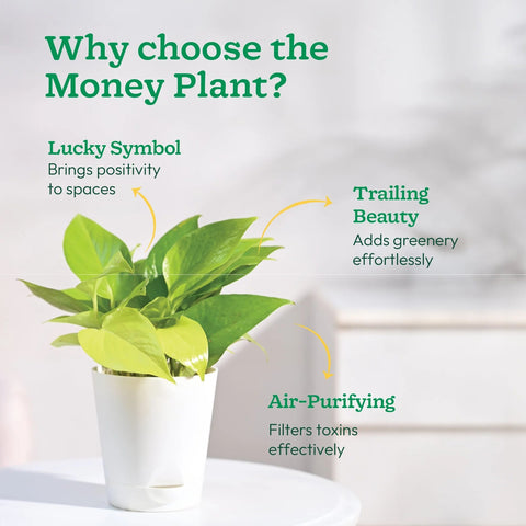 Money Plant Golden