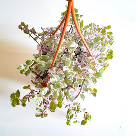 Callisia Repens - Pink Lady