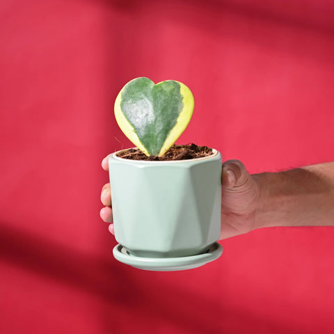 Heart Hoya - Variegated