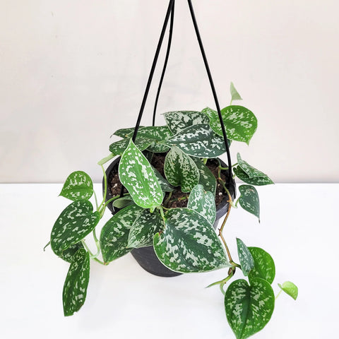 Money Plant Satin - Scindapsus Pictus Argyraeus