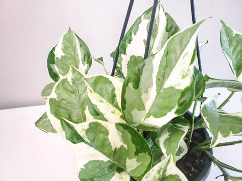 Epipremnum Aureum - Pearls and Jade Pothos