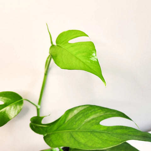 Epipremnum Pinnatum - Baltic Blue Pothos