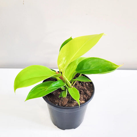 Philodendron Hederaceum 'Moonlight'