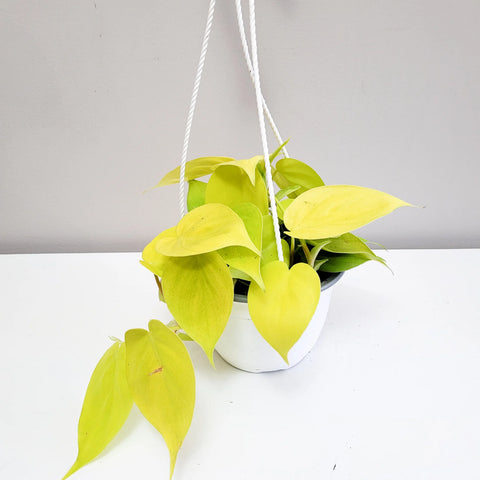 Philodendron Hederaceum - Lemon Lime
