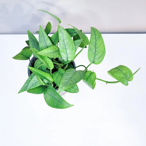 Epipremnum Pinnatum - Cebu Blue Pothos