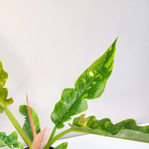 Philodendron Ring of Fire