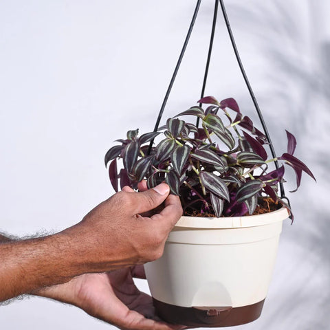 Wandering Jew