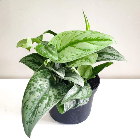 Scindapsus Pictus Exotica - Silver Pothos