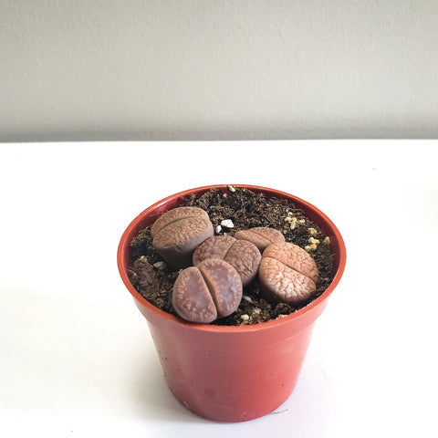Lithops Fulviceps - Living Stones
