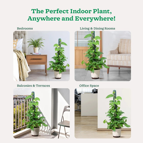 Money Plant Variegated XL